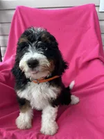 OAKLEY, a female Miniature Bernedoodle for sale in Herndon, KY – 3 of 10