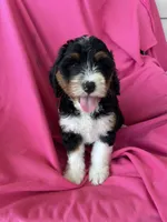 BUBBLES, a female Miniature Bernedoodle for sale in Bowling Green, KY – 7 of 9