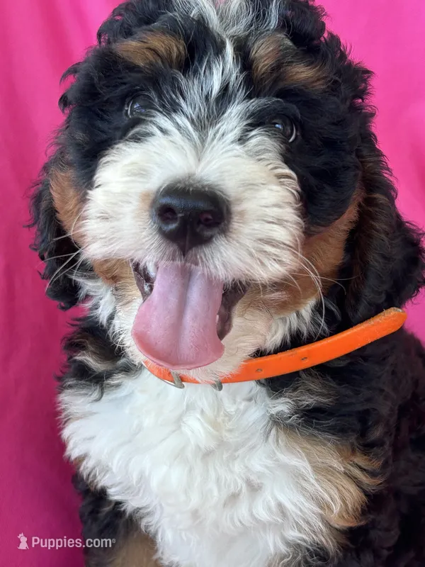 OAKLEY – Miniature Bernedoodle puppy for sale in Bowling Green, KY