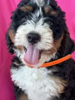 OAKLEY, a female Miniature Bernedoodle for sale in Bowling Green, KY – 3 of 10