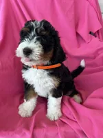 OAKLEY, a female Miniature Bernedoodle for sale in Bowling Green, KY – 2 of 10