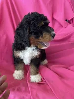 WALTER, a male Miniature Bernedoodle for sale in Bowling Green, KY – 2 of 10