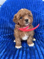 RUBY, a female Shihpoo for sale in Bowling Green, KY – 8 of 9