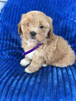 PENNY, a female Shihpoo for sale in Bowling Green, KY – 3 of 10