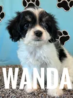 WANDA, a female Cavachon for sale in Bowling Green, KY – 3 of 6