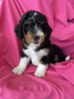 RUSTY, a male Miniature Bernedoodle for sale in Bowling Green, KY – 8 of 10
