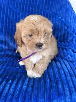 PENNY, a female Shihpoo for sale in Bowling Green, KY – 7 of 10