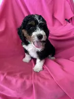 GRETA, a female Miniature Bernedoodle for sale in Bowling Green, KY – 8 of 10