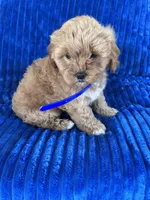 BEA, a female Shihpoo for sale in Bowling Green, KY – 6 of 9