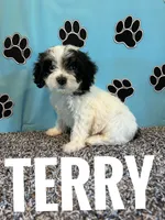 TERRY, a male Cavachon for sale in Bowling Green, KY – 4 of 4