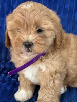 PENNY, a female Shihpoo for sale in Bowling Green, KY – 4 of 10