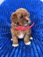 RUBY, a female Shihpoo for sale in Bowling Green, KY – 9 of 9