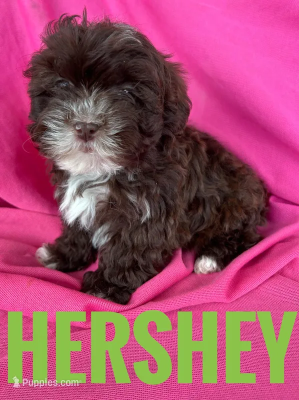 HERSHEY