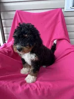 WALTER, a male Miniature Bernedoodle for sale in Herndon, KY – 4 of 10