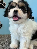 DIXIE, a female Cavachon for sale in Herndon, KY – 7 of 10