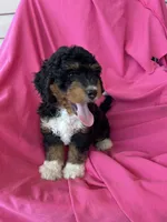 WALTER, a male Miniature Bernedoodle for sale in Bowling Green, KY – 10 of 10