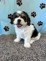 DIXIE, a female Cavachon for sale in Herndon, KY – 3 of 10