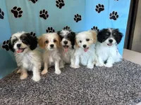 TERRY, a male Cavachon for sale in Pembroke, KY – 5 of 6