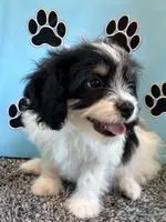 WANDA, a female Cavachon for sale in Pembroke, KY – 2 of 9