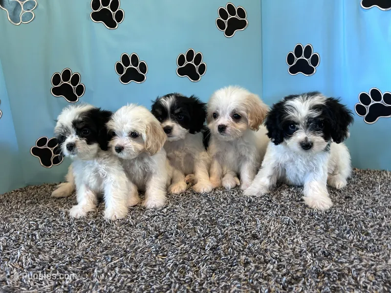WANDA – Cavachon puppy for sale in Bowling Green, KY