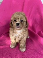 LUCY, a female Shihpoo for sale in Bowling Green, KY – 3 of 4
