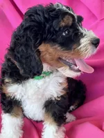 GRETA, a female Miniature Bernedoodle for sale in Bowling Green, KY – 7 of 10