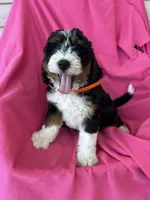 OAKLEY, a female Miniature Bernedoodle for sale in Bowling Green, KY – 10 of 10