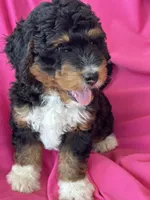 WALTER, a male Miniature Bernedoodle for sale in Bowling Green, KY – 4 of 10