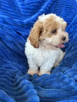 DOLLY, a female Shihpoo for sale in Pembroke, KY – 7 of 10