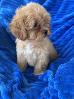 LUCY, a female Shihpoo for sale in Pembroke, KY – 7 of 8