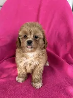 LUCY, a female Shihpoo for sale in Bowling Green, KY – 2 of 4