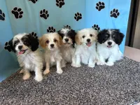 WANDA, a female Cavachon for sale in Pembroke, KY – 8 of 9