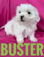 BUSTER, a male Shihpoo for sale in Bowling Green, KY – Photo 2 of 4
