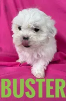 BUSTER, a male Shihpoo for sale in Bowling Green, KY – Photo 1 of 4