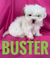 BUSTER, a male Shihpoo for sale in Bowling Green, KY – Photo 4 of 4