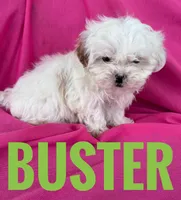 BUSTER, a male Shihpoo for sale in Bowling Green, KY – Photo 3 of 4