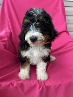 OAKLEY, a female Miniature Bernedoodle for sale in Herndon, KY – 5 of 10