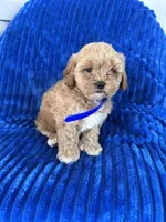 BEA, a female Shihpoo for sale in Bowling Green, KY – 2 of 9