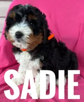 SADIE, a female Miniature Bernedoodle for sale in Bowling Green, KY – Photo 3 of 4