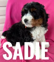 SADIE, a female Miniature Bernedoodle for sale in Bowling Green, KY – Photo 4 of 4