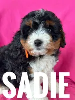 SADIE, a female Miniature Bernedoodle for sale in Bowling Green, KY – Photo 1 of 4
