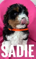 SADIE, a female Miniature Bernedoodle for sale in Bowling Green, KY – Photo 2 of 4