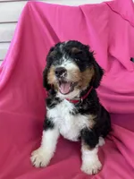 RUSTY, a male Miniature Bernedoodle for sale in Bowling Green, KY – 3 of 10