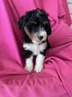 BUBBLES, a female Miniature Bernedoodle for sale in Bowling Green, KY – 5 of 9