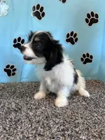 WANDA, a female Cavachon for sale in Pembroke, KY – 6 of 9