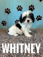 WHITNEY, a female Cavachon for sale in Bowling Green, KY – 2 of 5