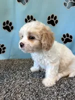 MANDY, a female Cavachon for sale in Herndon, KY – 4 of 9