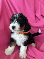 OAKLEY, a female Miniature Bernedoodle for sale in Bowling Green, KY – 4 of 10