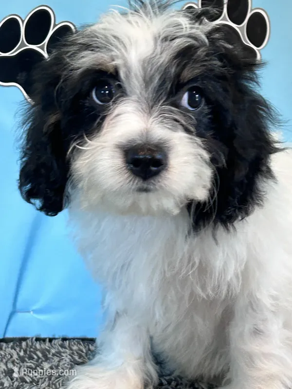 TERRY – Cavachon puppy for sale in Pembroke, KY