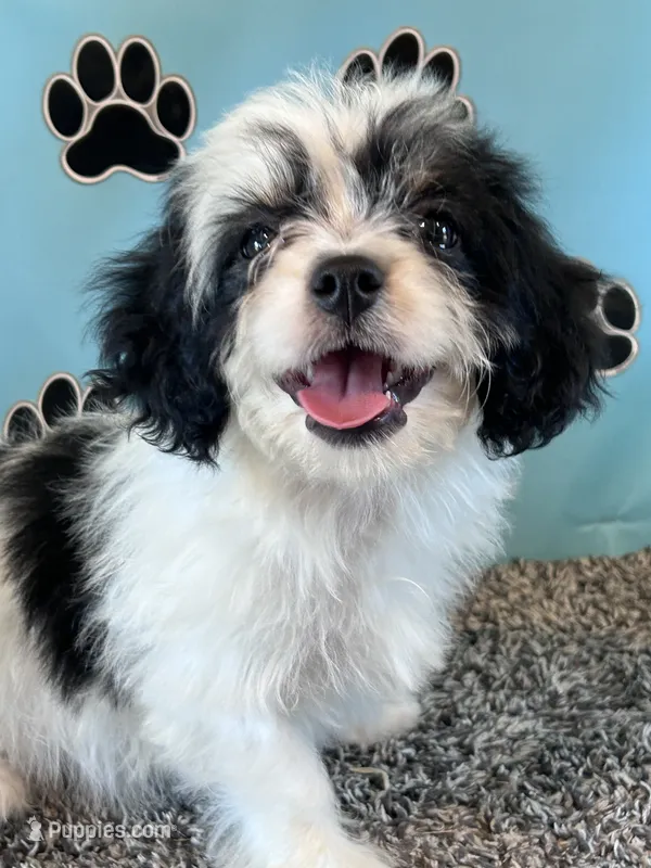 WHITNEY – Cavachon puppy for sale in Pembroke, KY